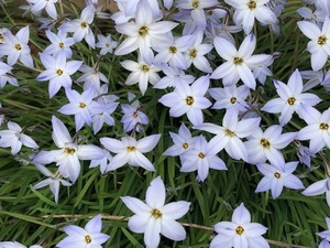 ブログ:今日から4月🌸外壁と屋根のリフォーム工事開始