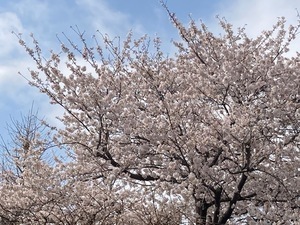 教室から🌸新年度が始まりました